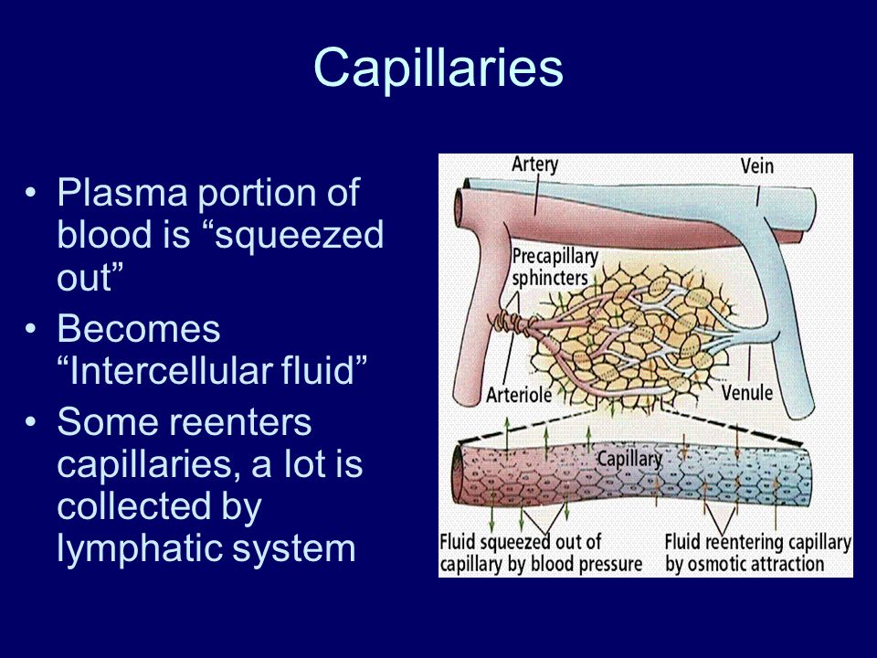 Capillaries Plasma portion of blood is squeezed out