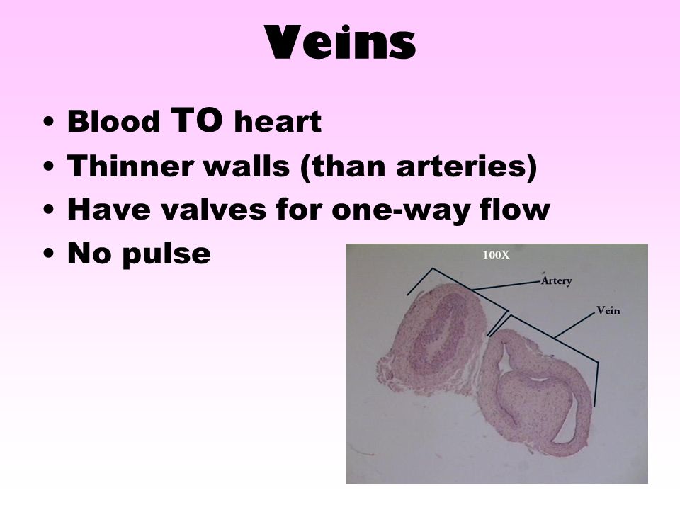 Veins Blood TO heart Thinner walls (than arteries)