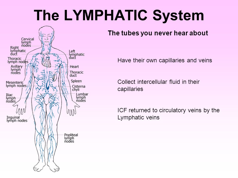 The LYMPHATIC System The tubes you never hear about