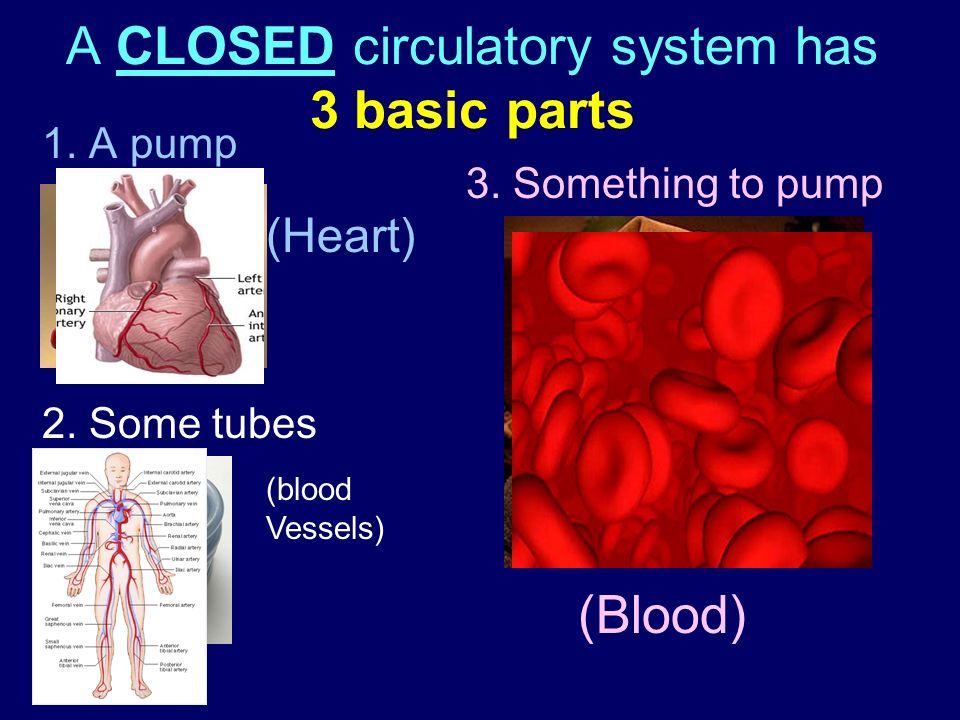 A CLOSED circulatory system has 3 basic parts