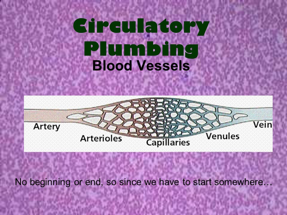 Circulatory Plumbing Blood Vessels