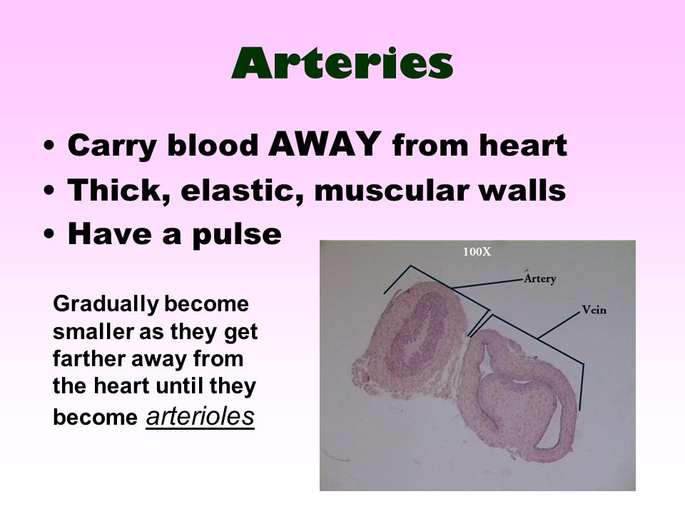 Arteries Carry blood AWAY from heart Thick, elastic, muscular walls
