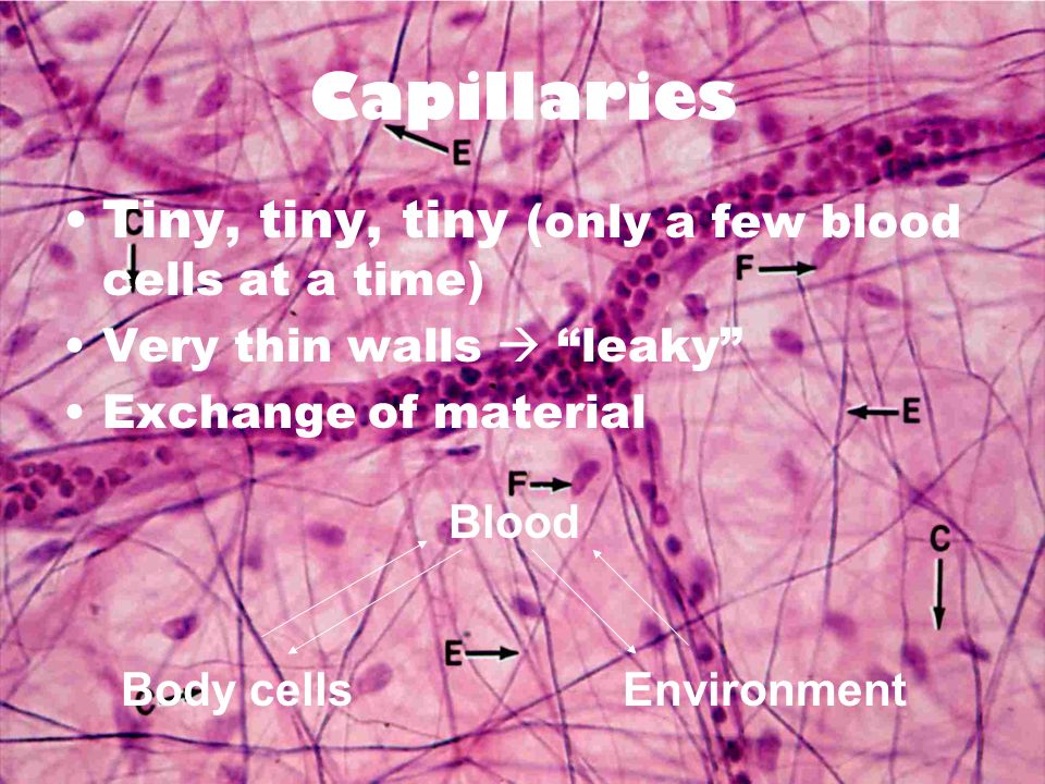 Body cells Environment