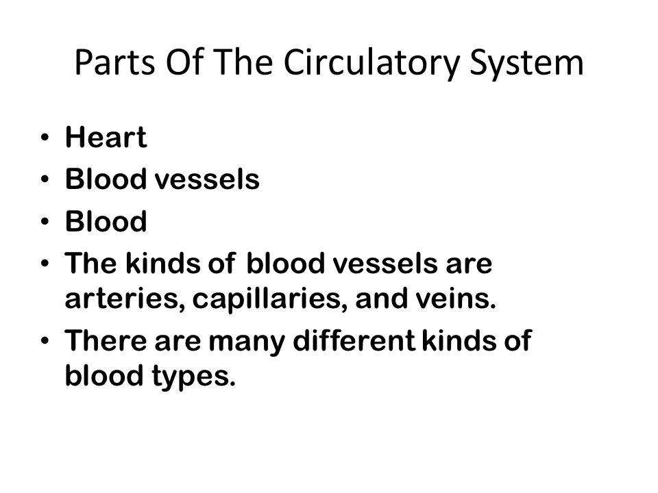 Parts Of The Circulatory System