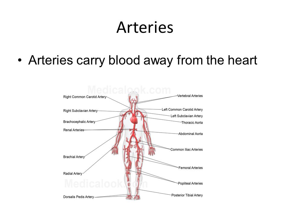 Arteries Arteries carry blood away from the heart