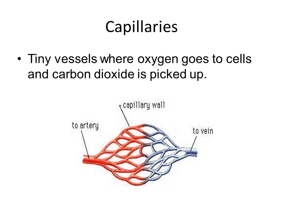 Capillaries Tiny vessels where oxygen goes to cells and carbon dioxide is picked up.
