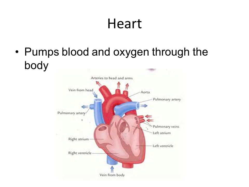 Heart Pumps blood and oxygen through the body