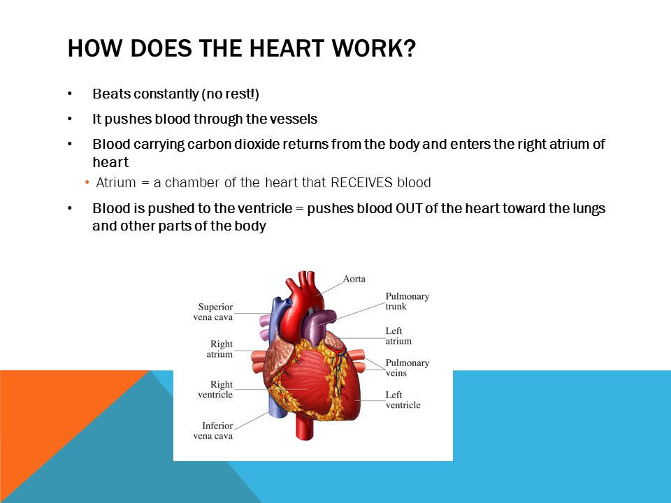 How does the heart work Beats constantly (no rest!)