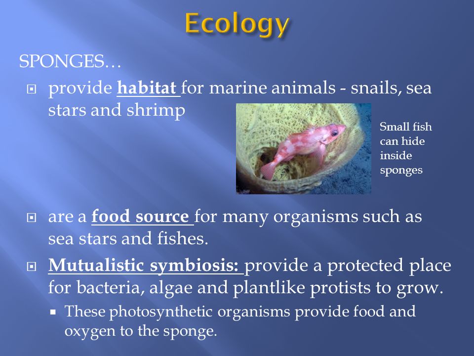 Ecology SPONGES… provide habitat for marine animals - snails, sea stars and shrimp.