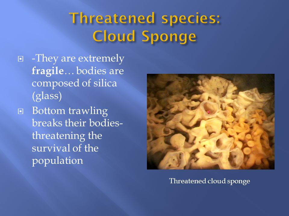 Threatened species: Cloud Sponge