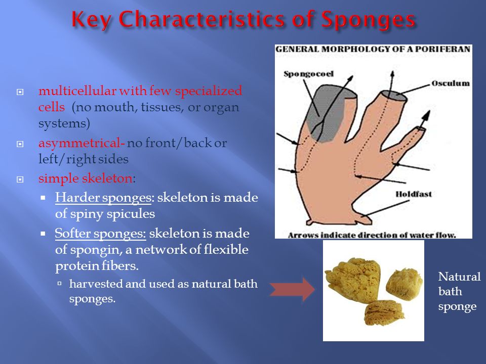 Key Characteristics of Sponges