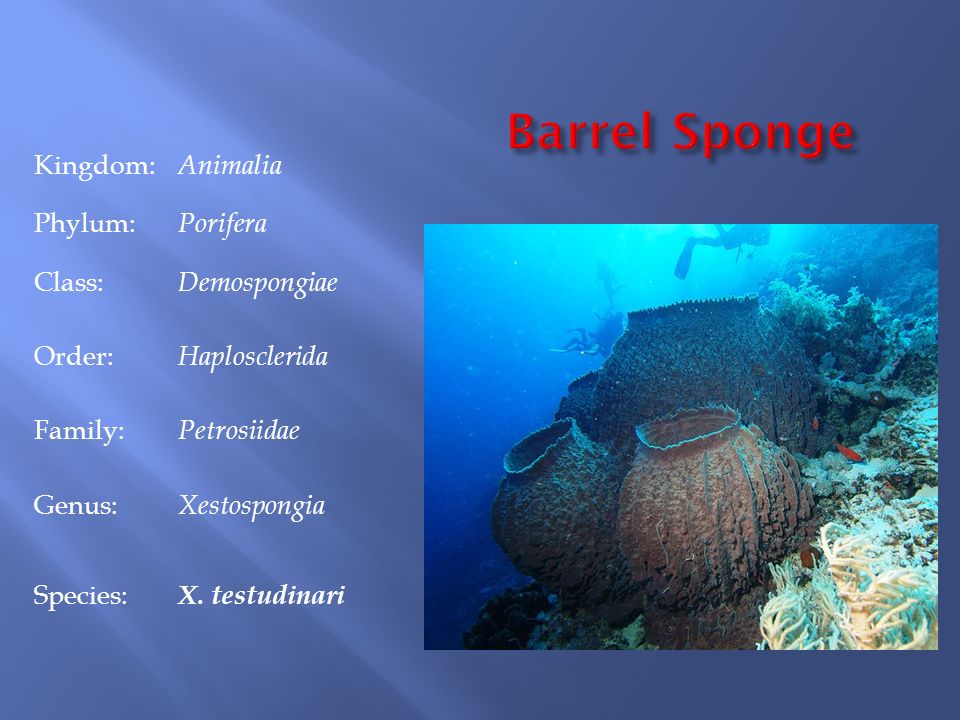 Barrel Sponge Kingdom: Animalia Phylum: Porifera Class: Demospongiae