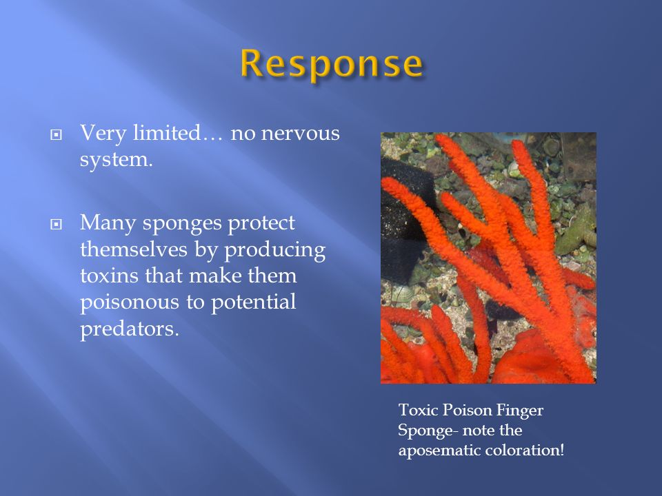 Response Very limited… no nervous system.