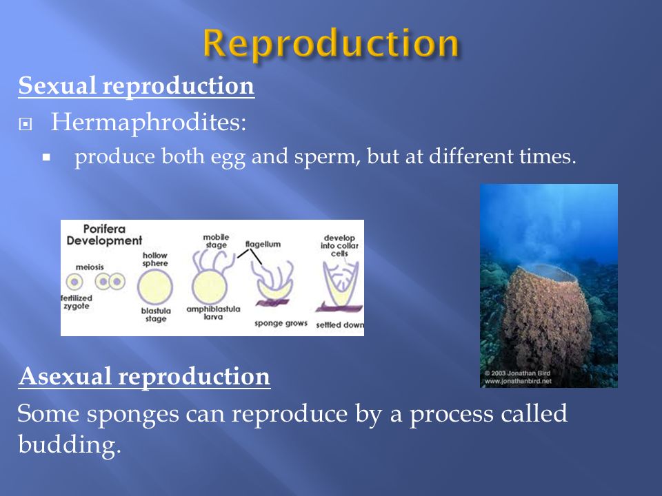 Reproduction Sexual reproduction Hermaphrodites: Asexual reproduction