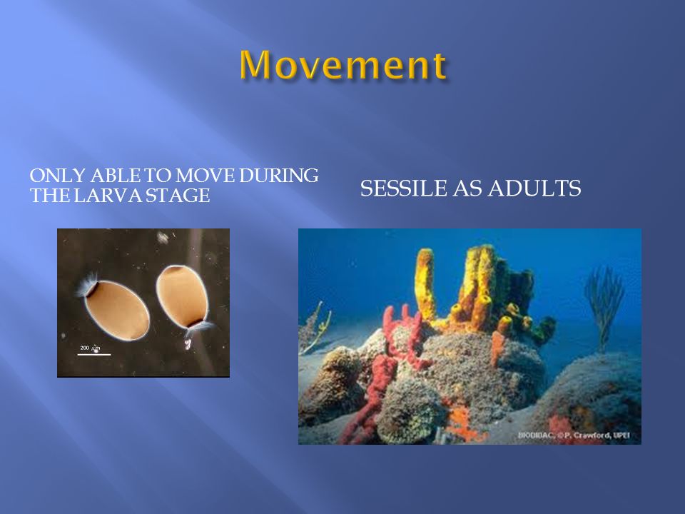 Movement Sessile as adults Only able to move during the larva stage