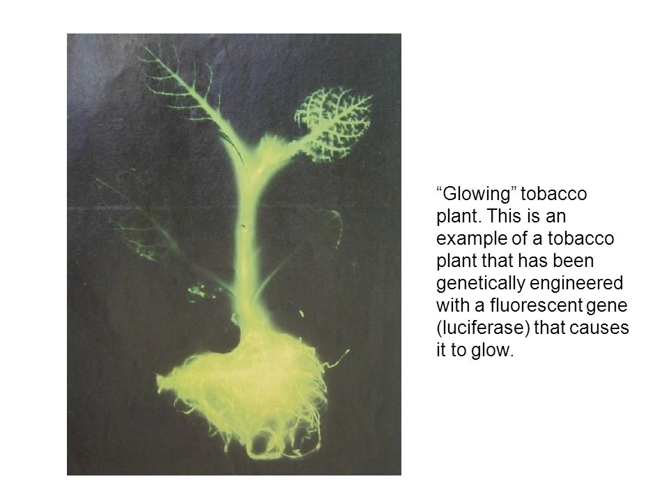 Glowing tobacco plant