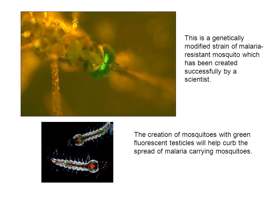 This is a genetically modified strain of malaria-resistant mosquito which has been created successfully by a scientist.