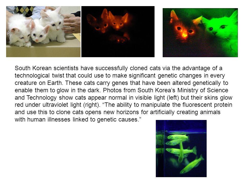 South Korean scientists have successfully cloned cats via the advantage of a technological twist that could use to make significant genetic changes in every creature on Earth.
