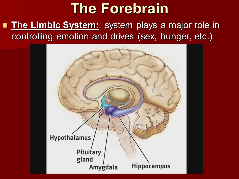 The Forebrain The Limbic System: system plays a major role in controlling emotion and drives (sex, hunger, etc.)