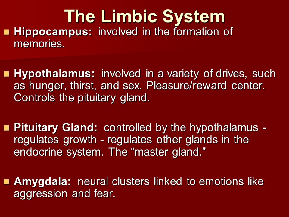 The Limbic System Hippocampus: involved in the formation of memories.