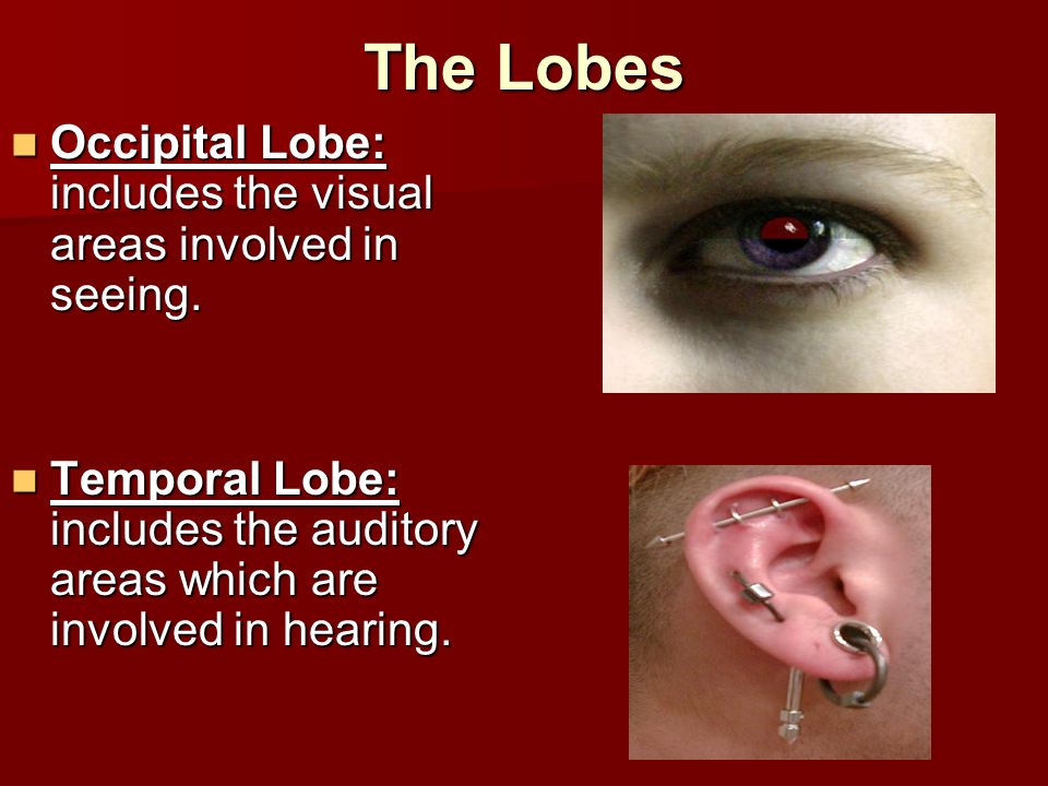 The Lobes Occipital Lobe: includes the visual areas involved in seeing.