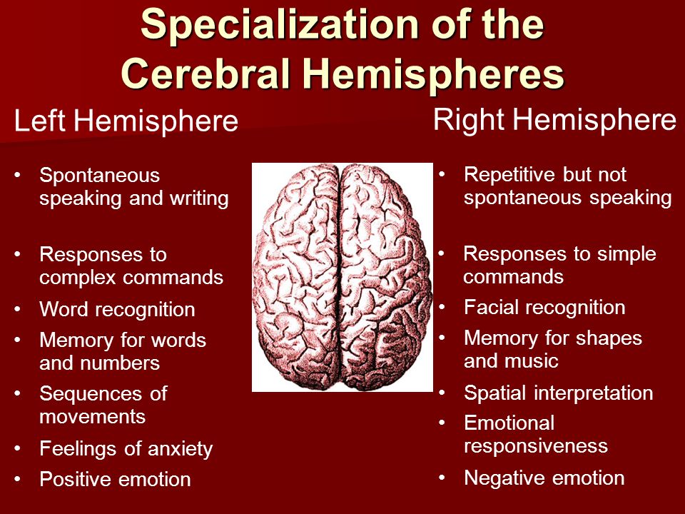 Specialization of the Cerebral Hemispheres