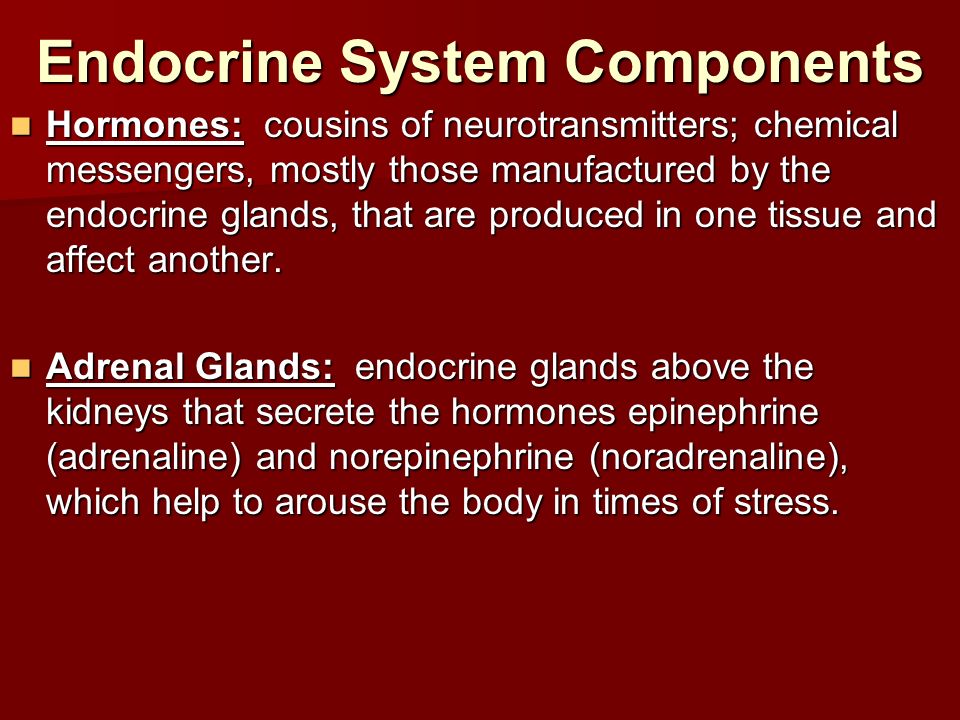 Endocrine System Components