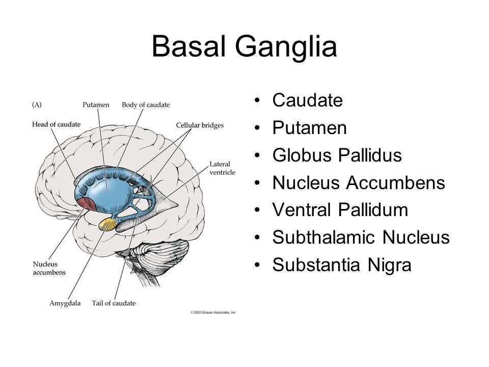 forebrain.