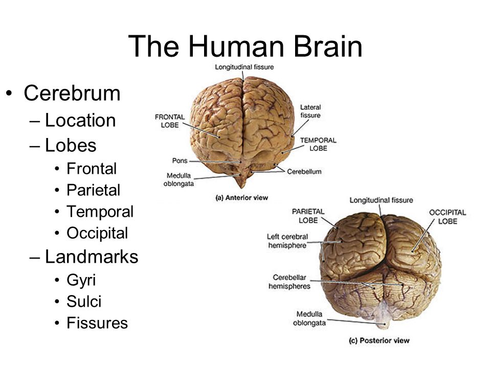 forebrain,diencephalon forebrain.