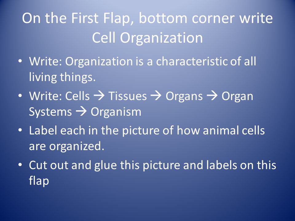 On the First Flap, bottom corner write Cell Organization