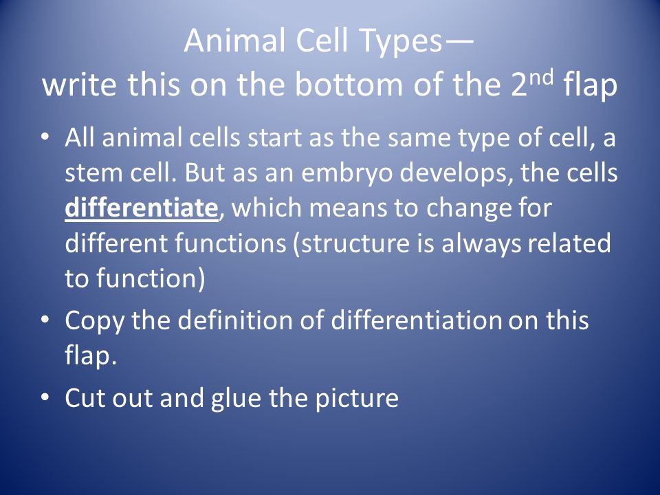 Animal Cell Types— write this on the bottom of the 2nd flap