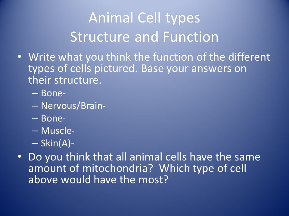 Animal Cell types Structure and Function