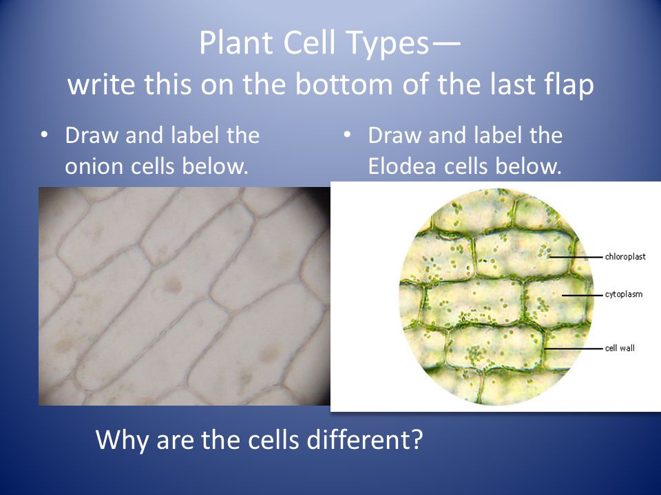 Plant Cell Types— write this on the bottom of the last flap