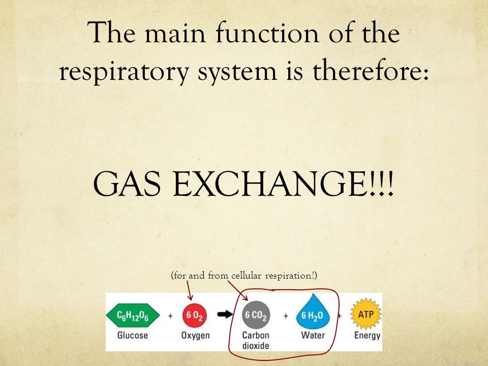 The main function of the respiratory system is therefore: