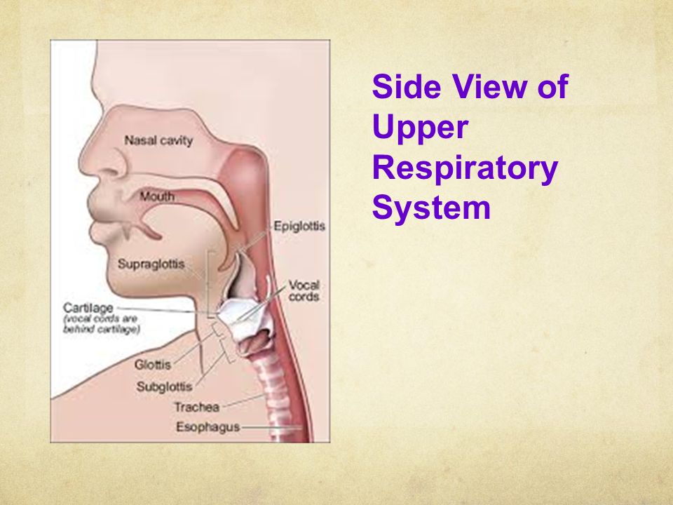 Side View of Upper Respiratory