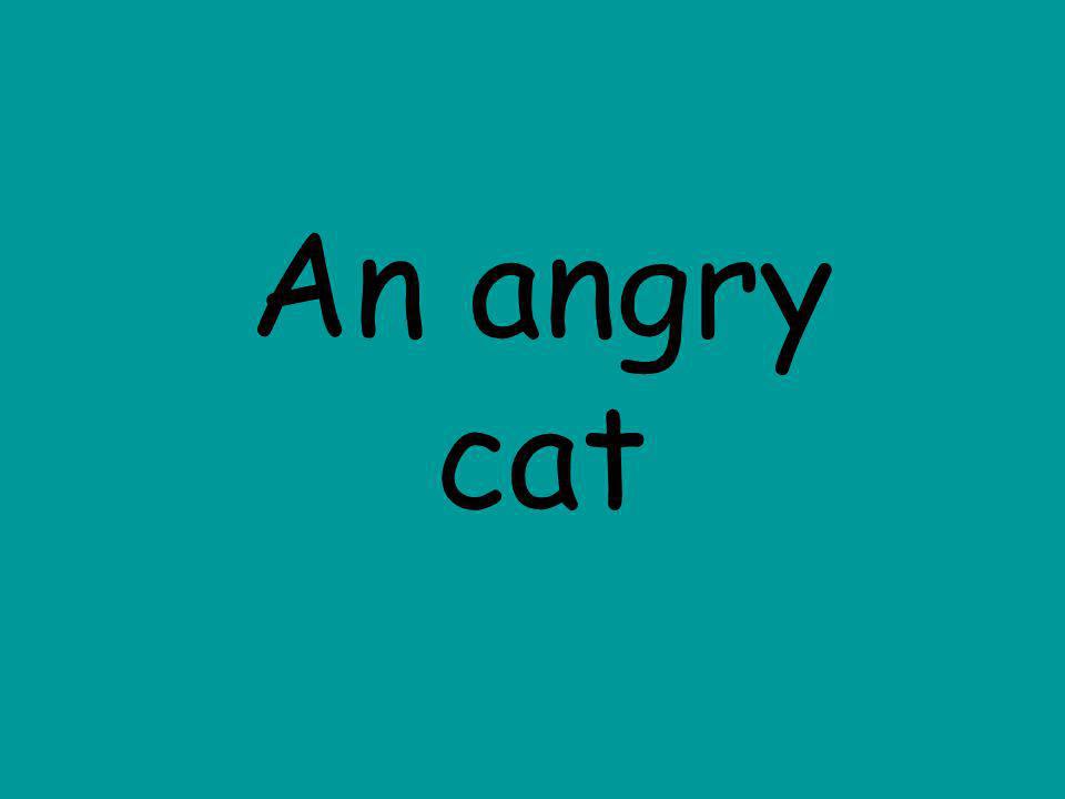 An angry cat