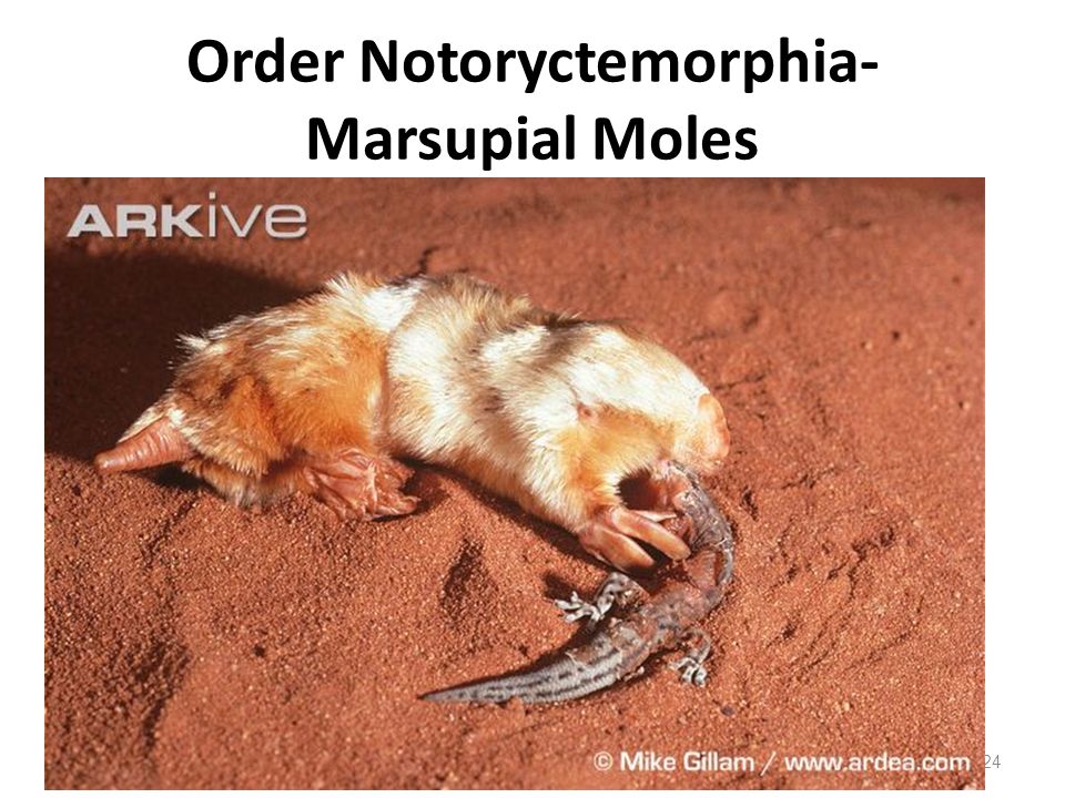 Сумчатый Крот (Notoryctes Typhlops)