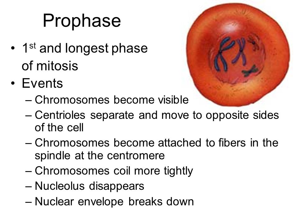 Prophase 1st and longest phase of mitosis Events