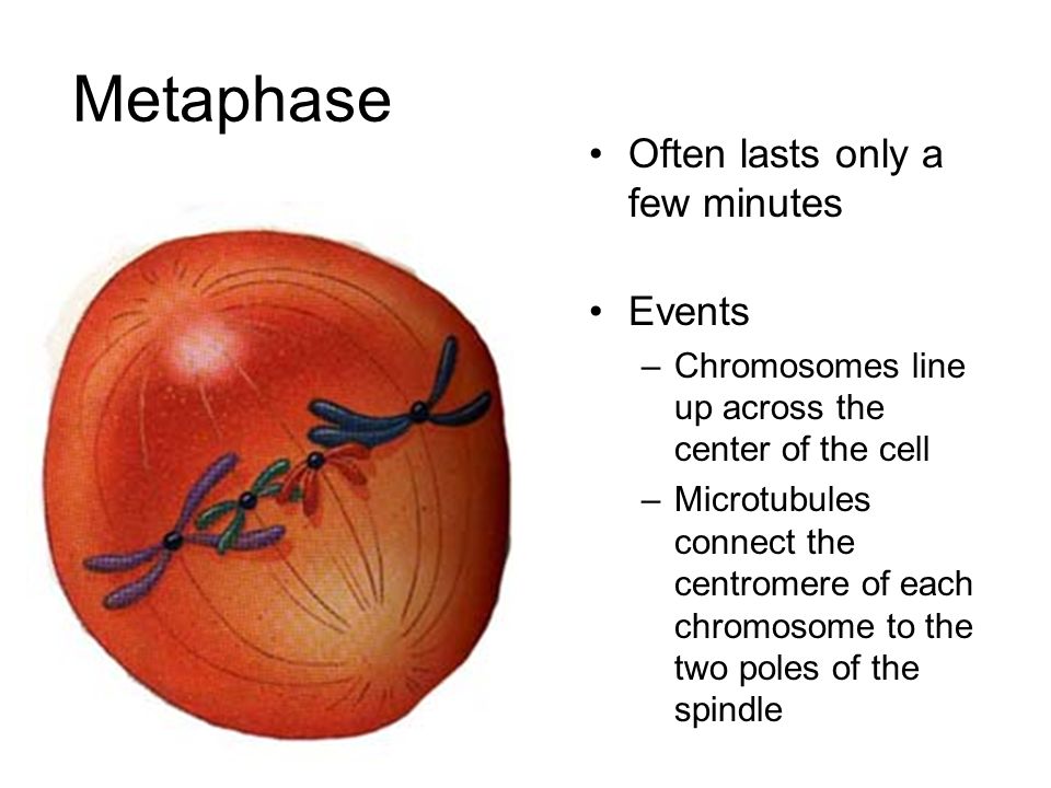 Metaphase Often lasts only a few minutes Events