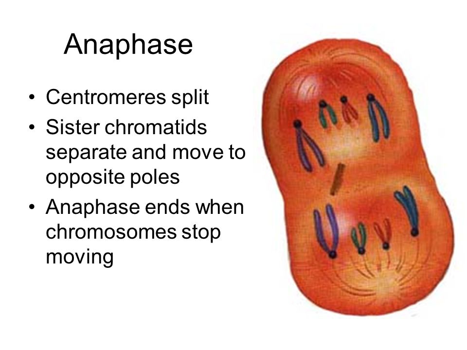 Anaphase Centromeres split
