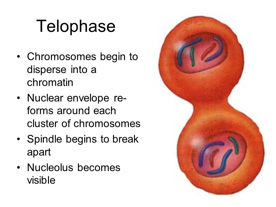 Telophase Chromosomes begin to disperse into a chromatin