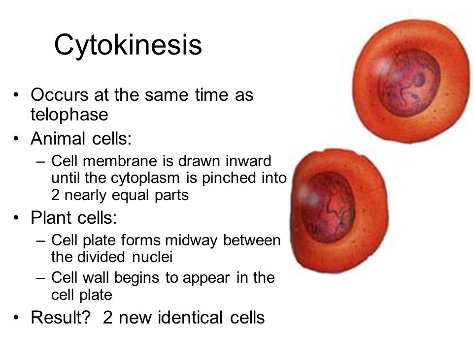 Cytokinesis Occurs at the same time as telophase Animal cells:
