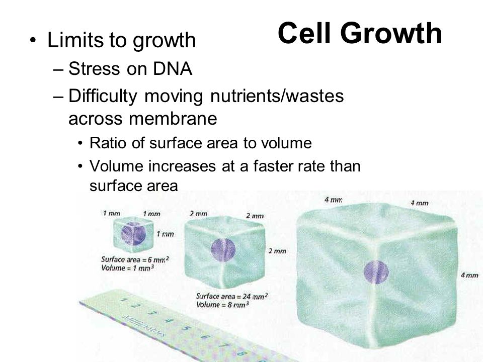 Cell Growth Limits to growth Stress on DNA