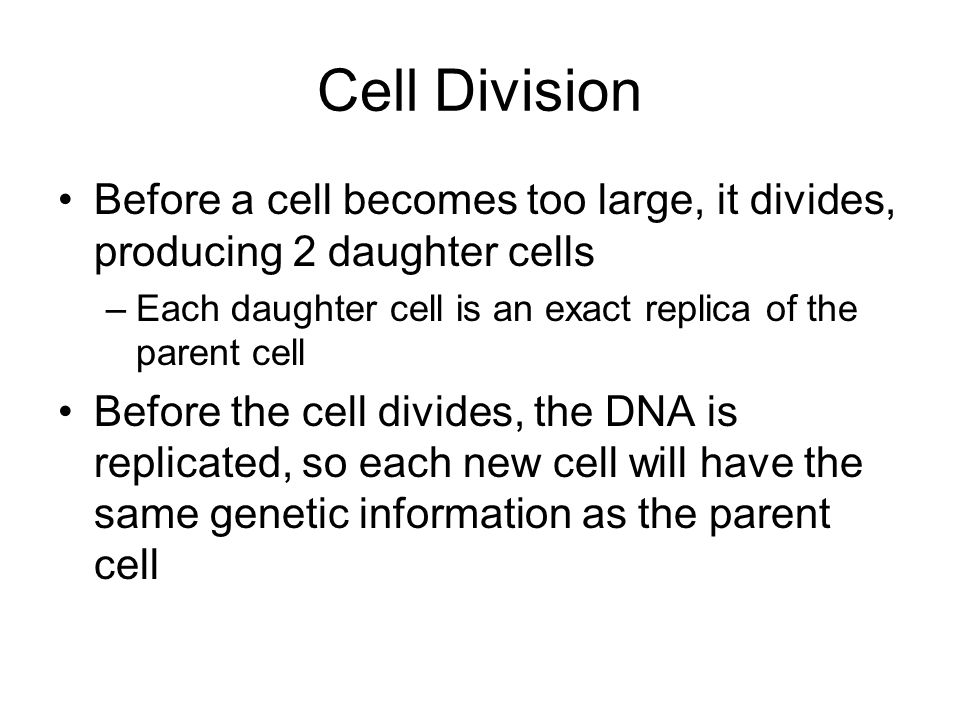 Cell Division Before a cell becomes too large, it divides, producing 2 daughter cells. Each daughter cell is an exact replica of the parent cell.