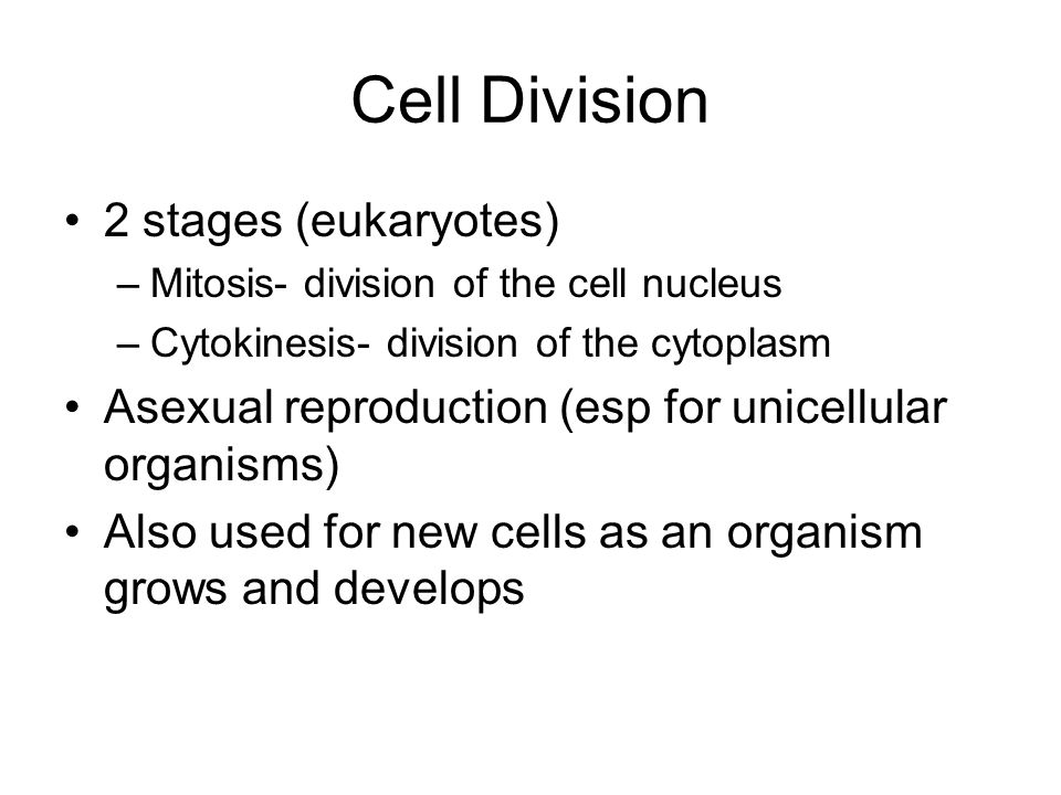 Cell Division 2 stages (eukaryotes)