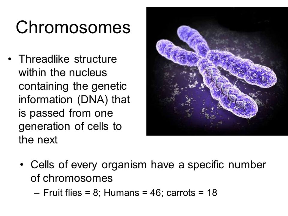 Chromosomes Threadlike structure within the nucleus containing the genetic information (DNA) that is passed from one generation of cells to the next.