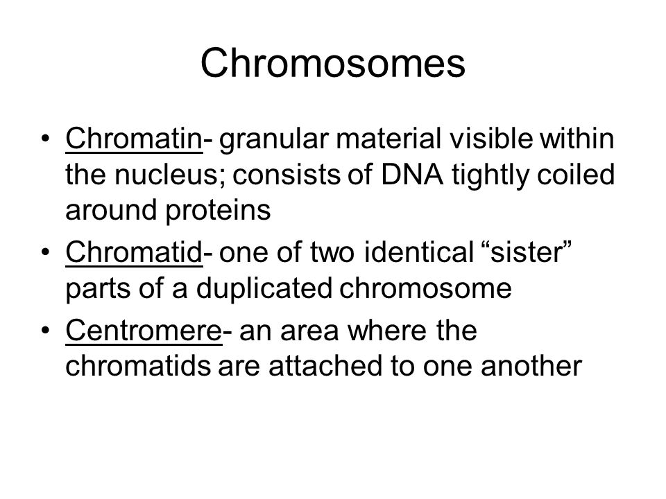 Chromosomes Chromatin- granular material visible within the nucleus; consists of DNA tightly coiled around proteins.