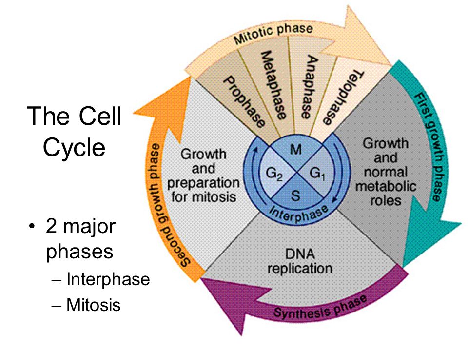 The Cell Cycle 2 major phases Interphase Mitosis