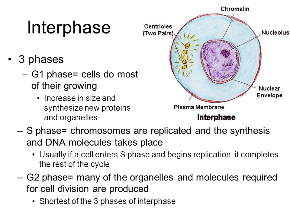 Interphase 3 phases G1 phase= cells do most of their growing