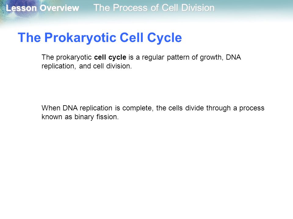 The Prokaryotic Cell Cycle